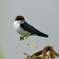 写真: ハリオツバメ(Wire-tailed Swallow) P1010305_Rs