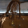 写真: エドモントサウルス・アネクテンス(実物化石)