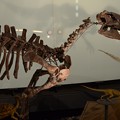 写真: カンプトサウルスの一種(実物化石)2