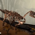 写真: カンプトサウルスの一種(実物化石)