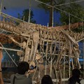 写真: カラマサウルス(実物化石)3