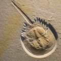 写真: カブトガニの化石