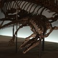 写真: ノトサウルスの一種(実物化石)2