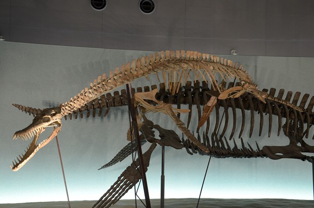 写真: プリオサウルスの一種(実物化石)