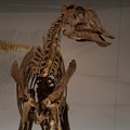 写真: ヒパクロサウルス・ステビンゲリ(実物化石)2