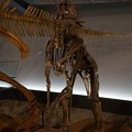 写真: ヒパクロサウルス・ステビンゲリ(実物化石)
