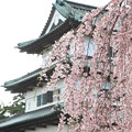 写真: 本丸としだれ桜