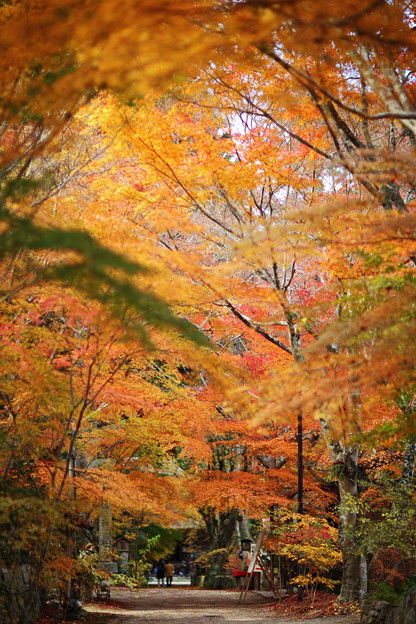 写真: 『秋の回廊』