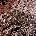 写真: 近所の桜