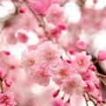 写真: 不老川の枝垂桜１