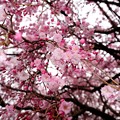 写真: 不老川の枝垂桜２