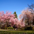 Photos: 枝垂桜の回廊