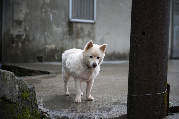 写真: 台湾の犬