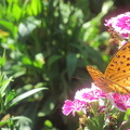 写真: 秋の蝶
