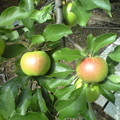 写真: リンゴ（津軽）