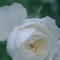写真: 愛すべき白薔薇しずく