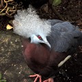 写真: Southen Crowned Pigeon