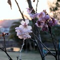 写真: 鏡川寒桜