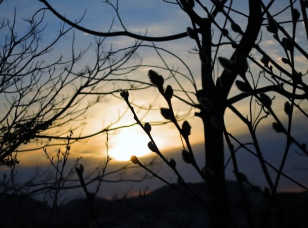 写真: 朝焼けのネコ柳
