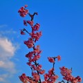 写真: 鏡川に咲く河津桜