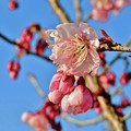 写真: 河川敷の桜.10