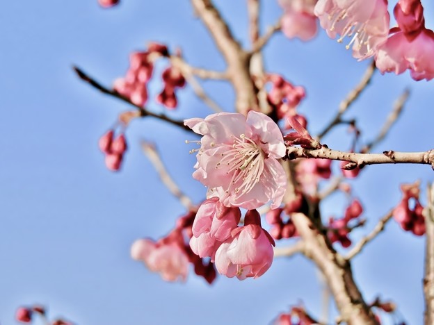 写真: 河川敷の桜.11