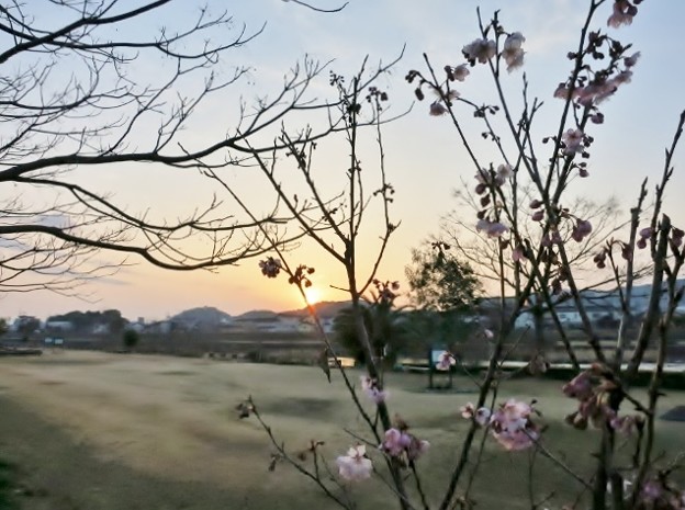 写真: 河川敷の桜.12