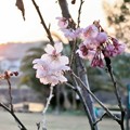 写真: 河川敷の桜.13