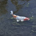 落合川の鯉