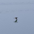 多摩湖（村山下貯水池）の水鳥（カンムリカイツブリ）(3)