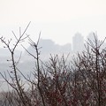 写真: 梅林から見た西神のビル群