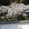 写真: 塀越しのしだれ桜