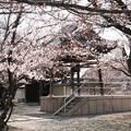 写真: 教信寺の鐘楼と桜（兵庫県加古川市）
