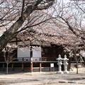 写真: 教信寺の本堂前、桜はまだ
