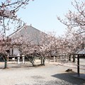 写真: 教信寺の本堂と桜の木