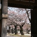写真: 山門と桜の木