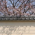 写真: 塀越しの桜