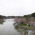 写真: 剛ノ池の桜（明石公園）