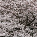 剛ノ池付近の桜