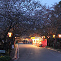 写真: 日岡山公園の夜桜?
