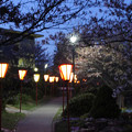 写真: 日岡山公園の夜桜?