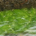 Photos: 梅花藻（バイカモ）