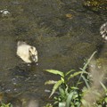 写真: 5月31日、カメラ目線のマガモのヒナたち