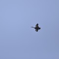 写真: 5月31日、カルガモの飛翔
