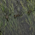 5月31日、夕暮れの川面を泳ぐカルガモのヒナたち(1)