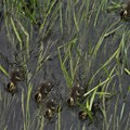 5月31日、夕暮れの川面を泳ぐカルガモのヒナたち(2)