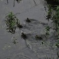 写真: 5月31日、夕暮れの川面を泳ぐカルガモのヒナたち(3)