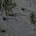 写真: 5月31日、夕暮れの川面を泳ぐカルガモのヒナたち(4)
