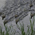 写真: 5月31日、川を横切るカルガモのヒナたち