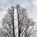枯木と冬空